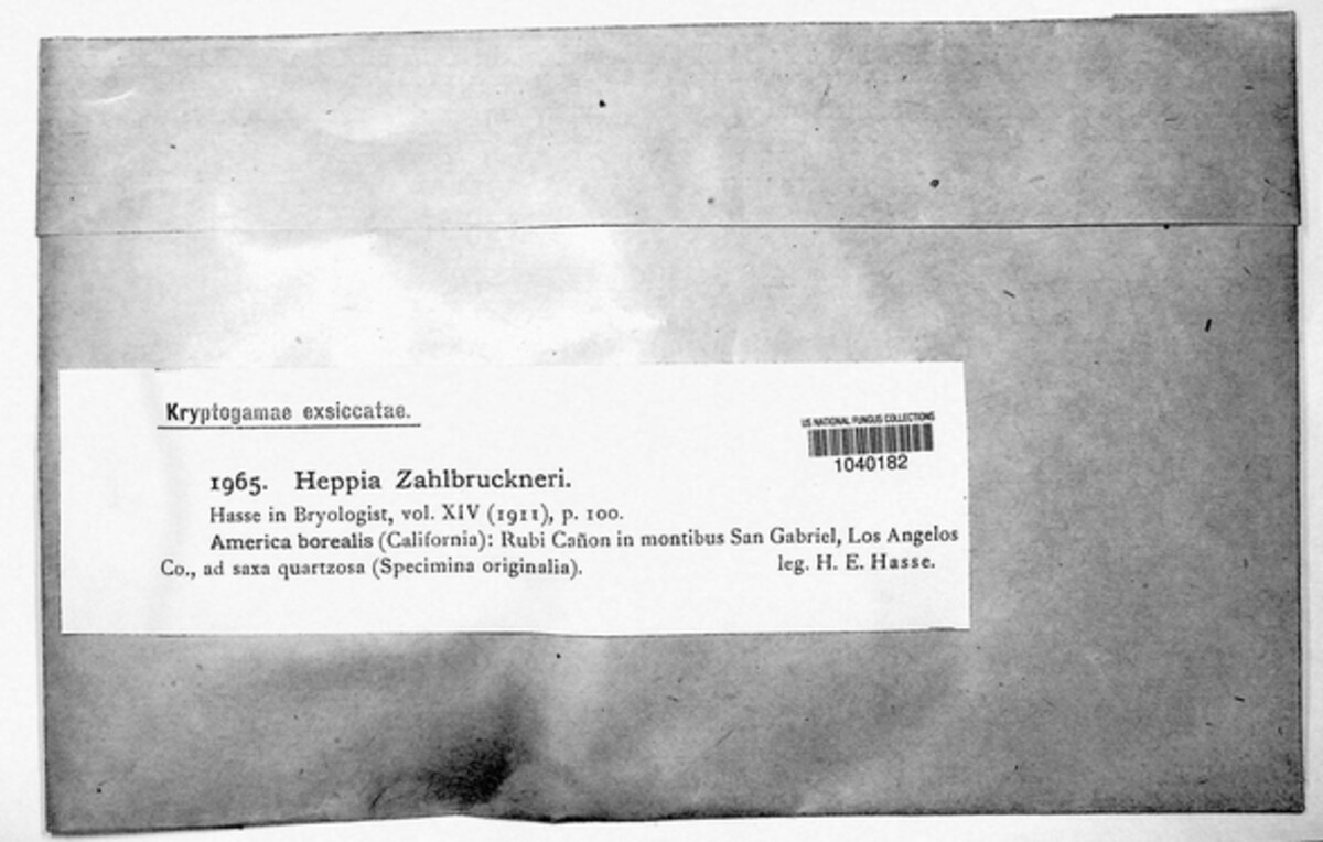 Peltula zahlbruckneri image